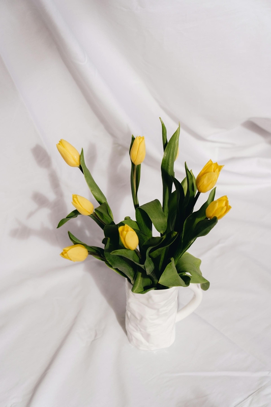 Hoa tulip, cánh hoa- alleksana 14