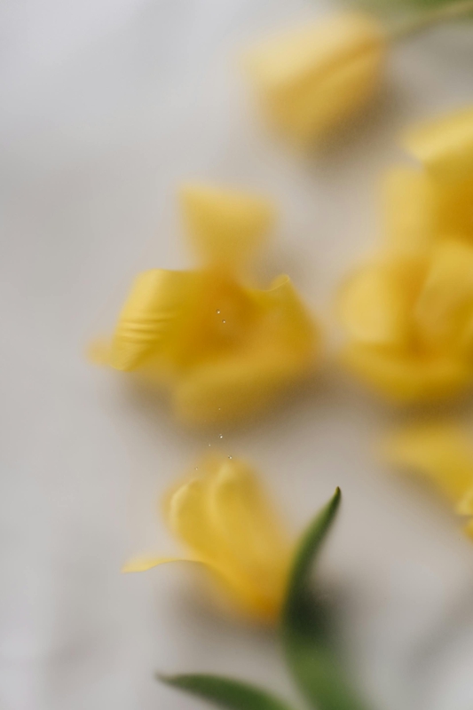 Hoa tulip, cánh hoa- alleksana 11