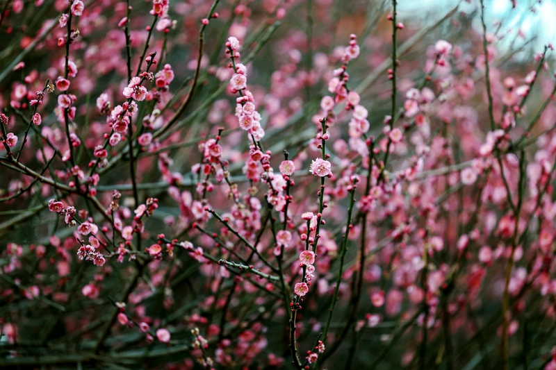 Hoa đào, cherry blossom, flower, tết, xuân, spring, truyền thống, Việt Nam, hình nền, background - Ngân Dương 7