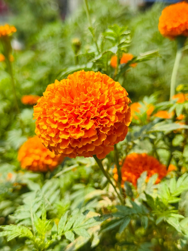 Hoa vạn thọ, vạn thọ cam, flower, tết, xuân, spring, truyền thống, Việt Nam, hình nền, background - Ngân Dương 7