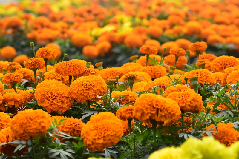 Hoa vạn thọ, vạn thọ cam, flower, tết, xuân, spring, truyền thống, Việt Nam, hình nền, background - Ngân Dương 5