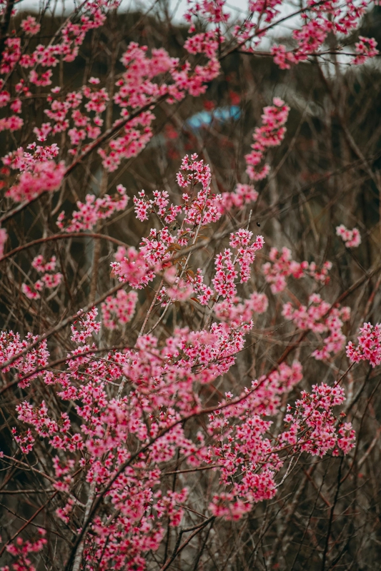 Hoa đào, cherry blossom, flower, tết, xuân, spring, truyền thống, Việt Nam, hình nền, background - Ngân Dương 8