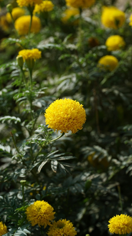 Hoa vạn thọ, vạn thọ vàng, flower, tết, xuân, spring, truyền thống, Việt Nam, hình nền, background - Ngân Dương 1