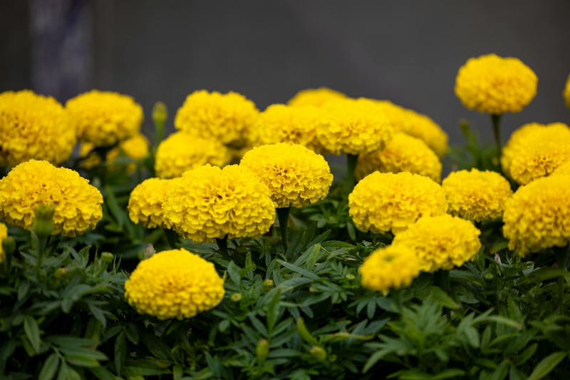 Hoa vạn thọ, vạn thọ vàng, flower, tết, xuân, spring, truyền thống, Việt Nam, hình nền, background - Ngân Dương 3