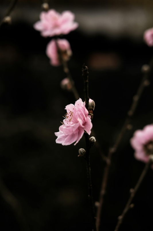 Hoa đào, cherry blossom, flower, tết, xuân, spring, truyền thống, Việt Nam, hình nền, background - Ngân Dương 3