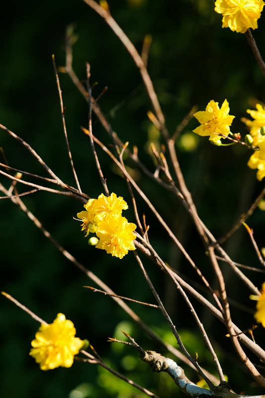 Hoa mai, hoa mai vàng, flower, tết, xuân, spring, truyền thống, Việt Nam, hình nền, background - Pew Nguyen 3