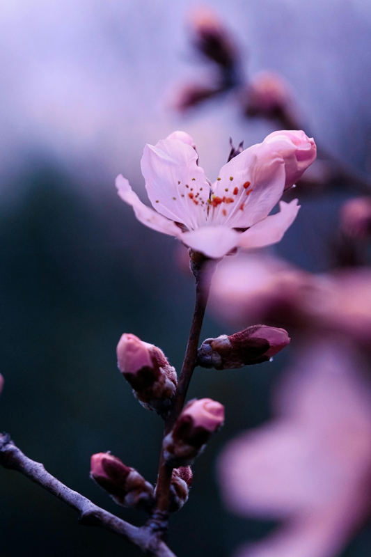 Hoa đào, cherry blossom, flower, tết, xuân, spring, truyền thống, Việt Nam, hình nền, background - Ngân Dương 9