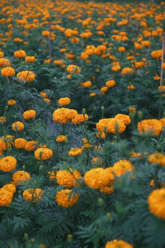 Hoa vạn thọ, vạn thọ cam, flower, tết, xuân, spring, truyền thống, Việt Nam, hình nền, background - Ngân Dương 3