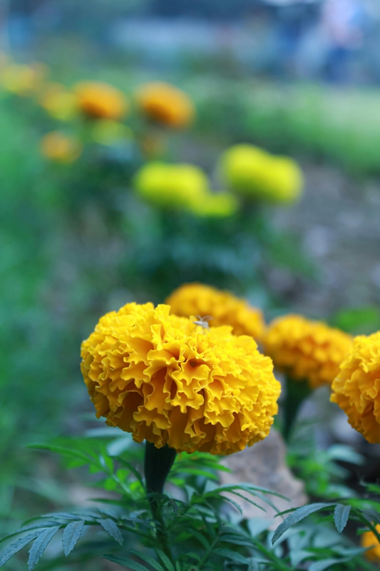Hoa vạn thọ, vạn thọ vàng, flower, tết, xuân, spring, truyền thống, Việt Nam, hình nền, background - Ngân Dương 5