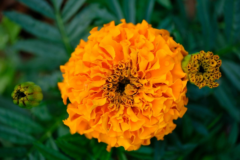 Hoa vạn thọ, vạn thọ cam, flower, tết, xuân, spring, truyền thống, Việt Nam, hình nền, background - Ngân Dương 10