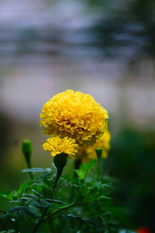 Hoa vạn thọ, vạn thọ vàng, flower, tết, xuân, spring, truyền thống, Việt Nam, hình nền, background - Ngân Dương
