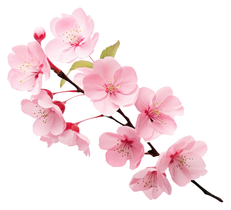 Hoa đào, cherry blossom, flower, tết, xuân, spring, truyền thống, Việt Nam, hình nền, background 17