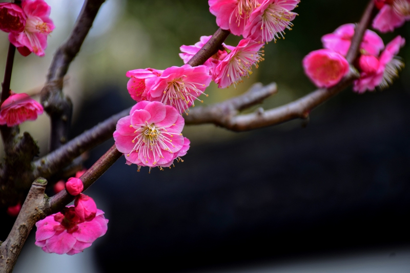 Hoa đào, cành đào, tết -   ilovehz