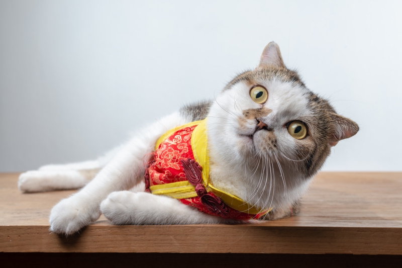 Con mèo, động vật, mèo đón tết, dễ thương, cat, animal, cat celebrating Tet, cute -  domepitipat 2