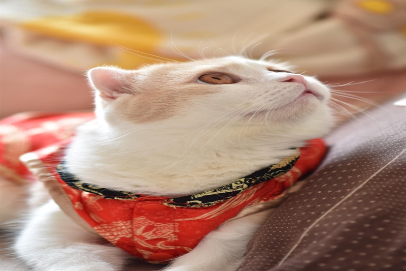 Con mèo, động vật, mèo đón tết, dễ thương, cat, animal, cat celebrating Tet, cute -  domepitipat 1