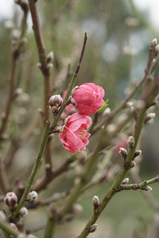 Hoa đào, cây cảnh, bonsai,  peach blossom, flower, tết, xuân, spring, truyền thống, Việt Nam- thuycongofficial 12