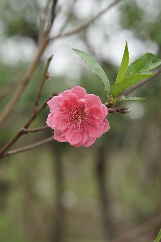 Hoa đào, cây cảnh, bonsai,  peach blossom, flower, tết, xuân, spring, truyền thống, Việt Nam- thuycongofficial 13