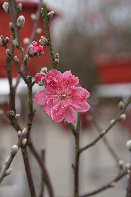 Hoa đào, cây cảnh, bonsai,  peach blossom, flower, tết, xuân, spring, truyền thống, Việt Nam- thuycongofficial 4