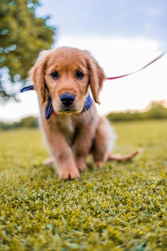 Con chó, chú chó vàng, chó Golden Retriever, dễ thương, The dog, the golden dog, the Golden Retriever, is cute -  Caleb Oquendo 9