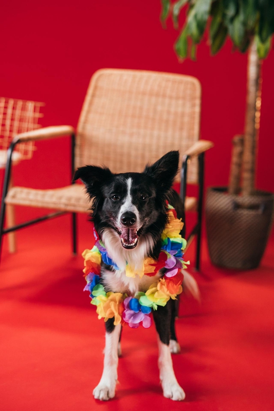 Con chó, chú chó thời trang, chó Border Collie, chó đen trắng, dễ thương, Dog, fashionable dog, Border Collie, black and white dog, cute - KoolShooters