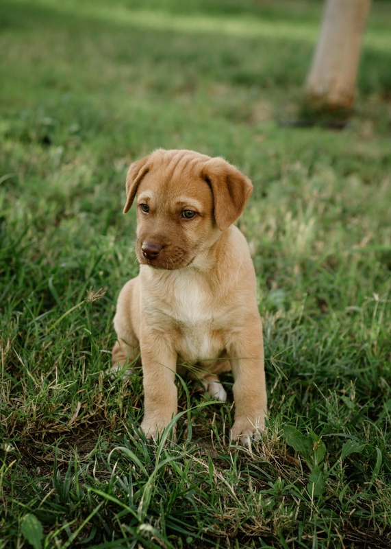 Con chó, chú chó vàng, chó Golden Retriever, dễ thương, The dog, the golden dog, the Golden Retriever, is cute -  Nadiye Odabaşı 2