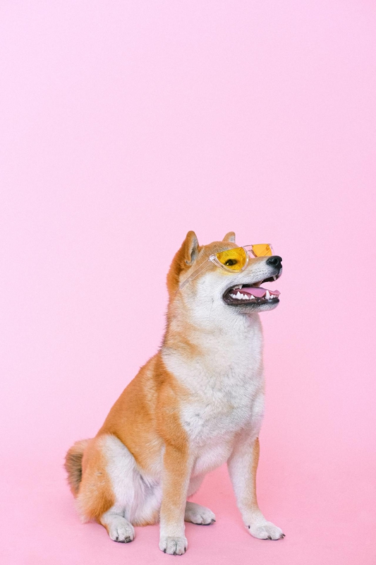 Con chó, chú chó thời trang, chó Shiba Inu, chó lông vàng, dễ thương, the dog, the fashionable dog, the Shiba Inu, the golden retriever, cute. -  Anna Shvets 12