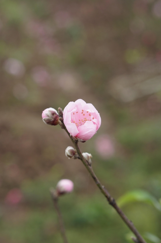 Hoa đào, cây cảnh, bonsai,  peach blossom, flower, tết, xuân, spring, truyền thống, Việt Nam- thuycongofficial