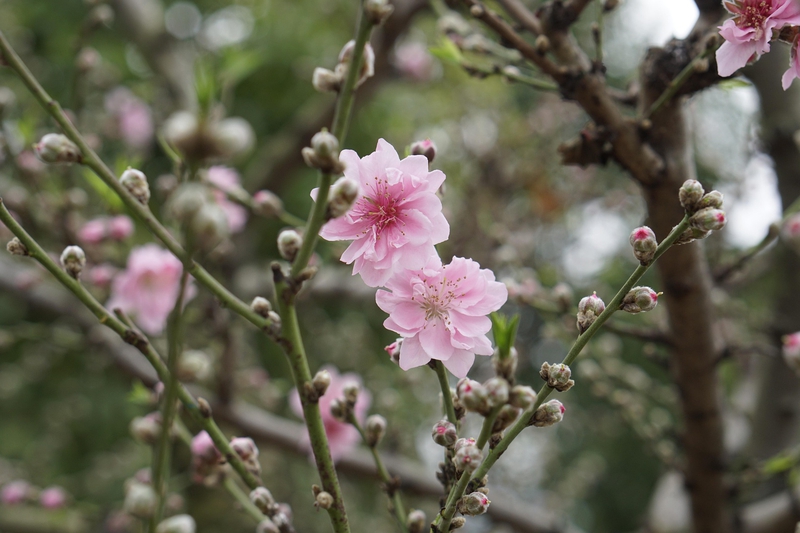 Hoa đào, cây cảnh, bonsai,  peach blossom, flower, tết, xuân, spring, truyền thống, Việt Nam- thuycongofficial 7
