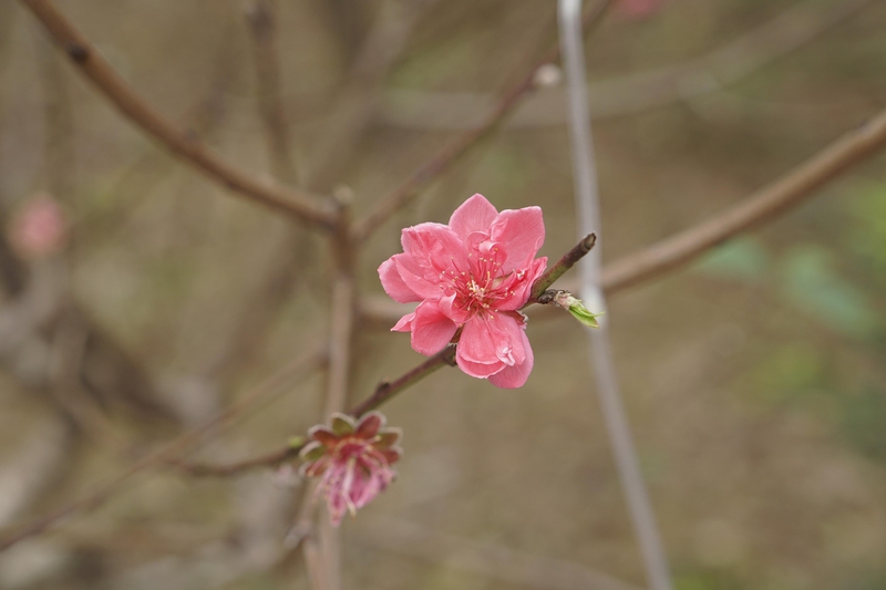 Hoa đào, cây cảnh, bonsai,  peach blossom, flower, tết, xuân, spring, truyền thống, Việt Nam- thuycongofficial 3