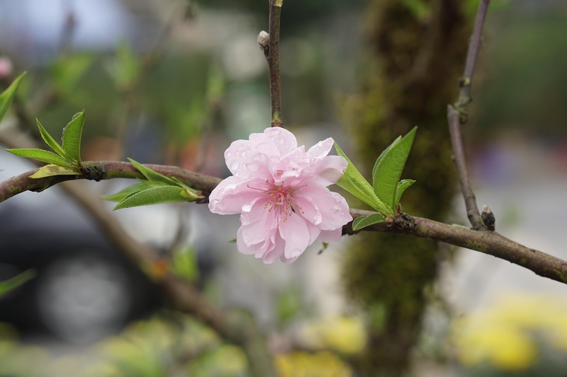 Hoa đào, cây cảnh, bonsai,  peach blossom, flower, tết, xuân, spring, truyền thống, Việt Nam- thuycongofficial 1