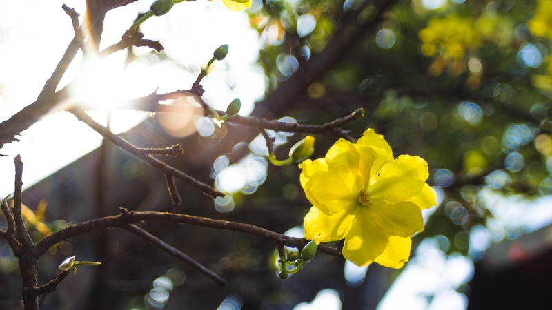 Hoa mai, cây cảnh, bonsai, flower, tết, xuân, spring, truyền thống, Việt Nam- tigerhbu11 4