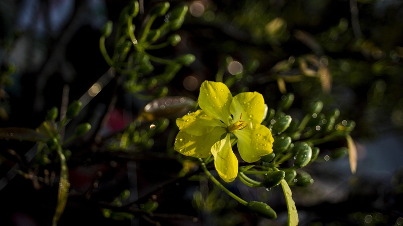 Hoa mai, cây cảnh, bonsai, flower, tết, xuân, spring, truyền thống, Việt Nam- tigerhbu11 3