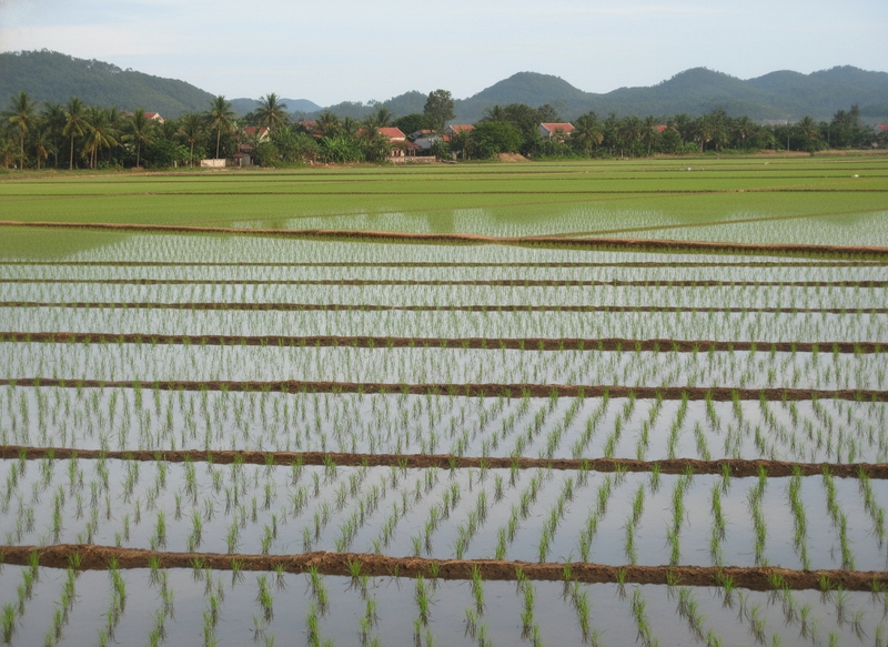 một cánh đồng lúa nước không có người không phải ruộng bậc...