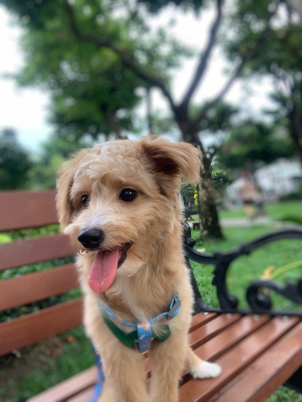 Chó, chó con, thú cưng, dễ thương, động vật, Dog, puppy, pet, cute, animal 2