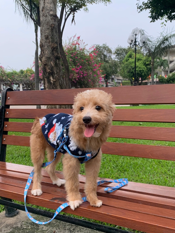 Chó, chó con, thú cưng, dễ thương, động vật, Dog, puppy, pet, cute, animal 12