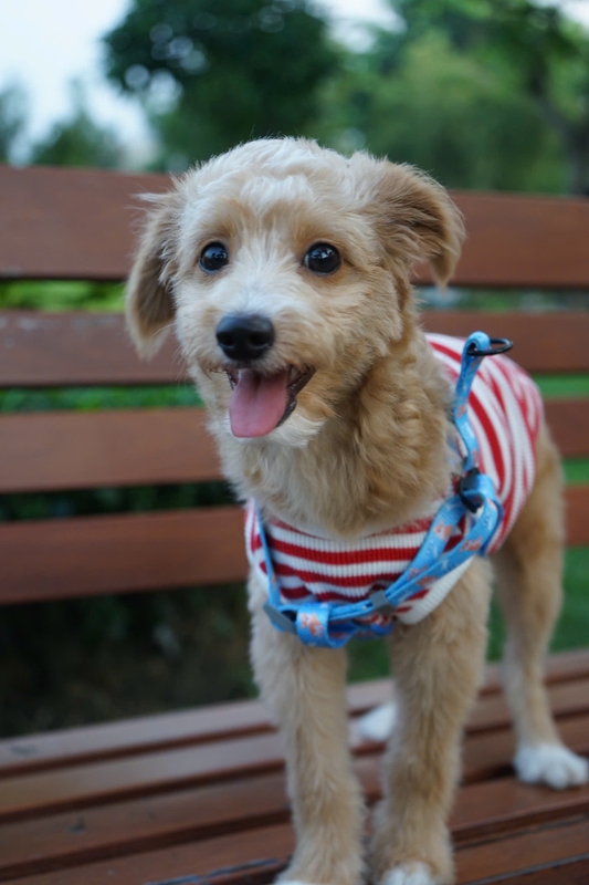 Chó, chó con, thú cưng, dễ thương, động vật, Dog, puppy, pet, cute, animal 3