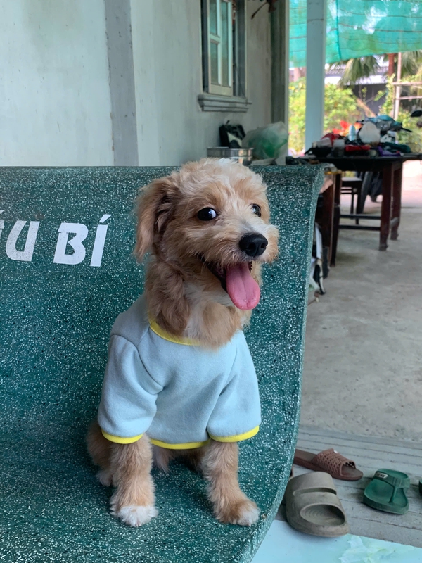 Chó, chó con, thú cưng, dễ thương, động vật, Dog, puppy, pet, cute, animal 4