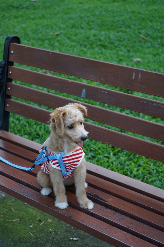 Chó, chó con, thú cưng, dễ thương, động vật, Dog, puppy, pet, cute, animal 5