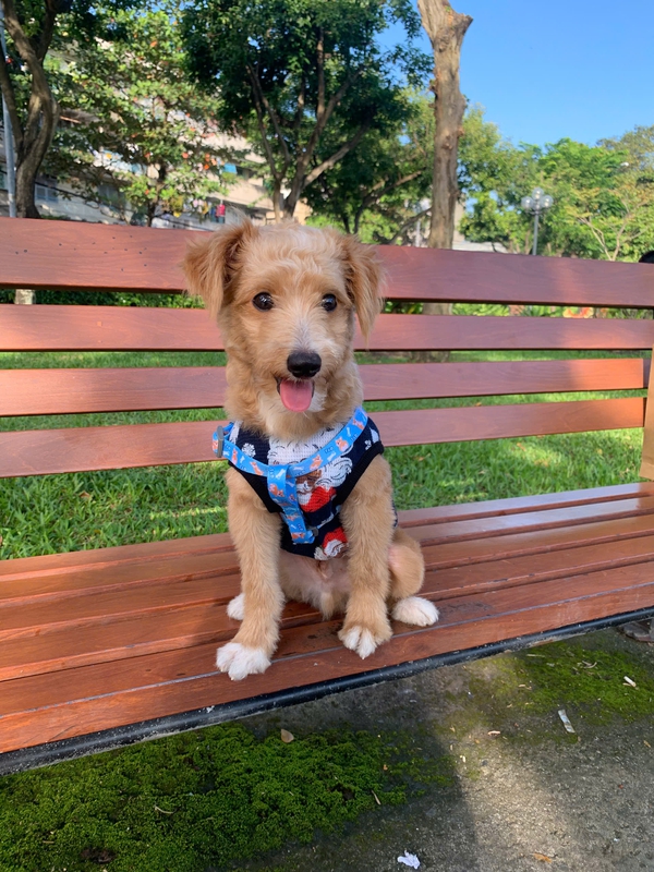 Chó, chó con, thú cưng, dễ thương, động vật, Dog, puppy, pet, cute, animal 7