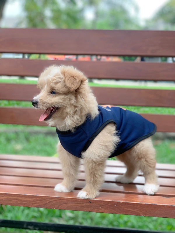 Chó, chó con, thú cưng, dễ thương, động vật, Dog, puppy, pet, cute, animal 9