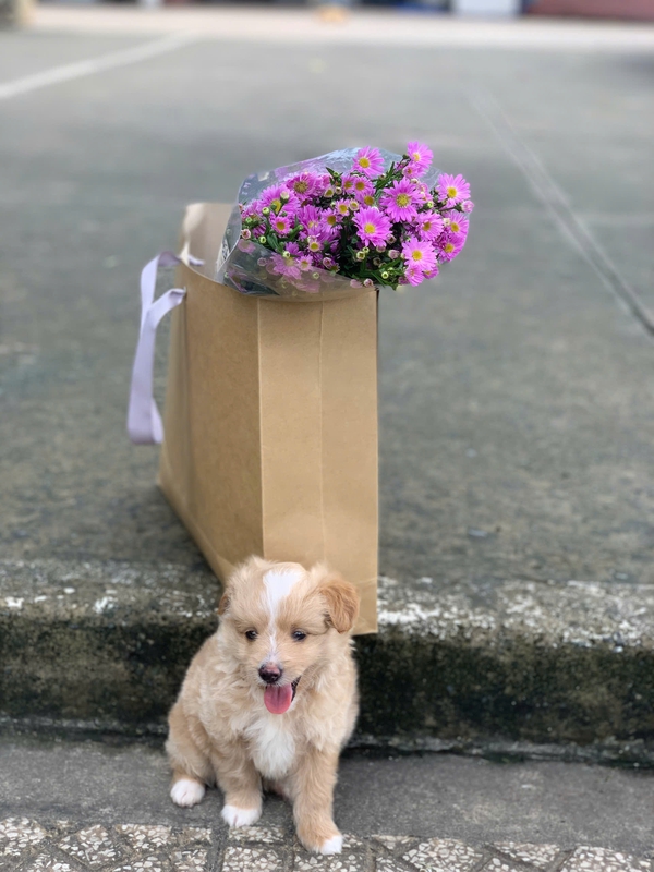 Chó, chó con, thú cưng, dễ thương, động vật, Dog, puppy, pet, cute, animal 10