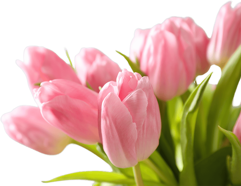 Bó hoa, hoa tulip
