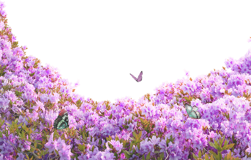 Hoa, flower 40
