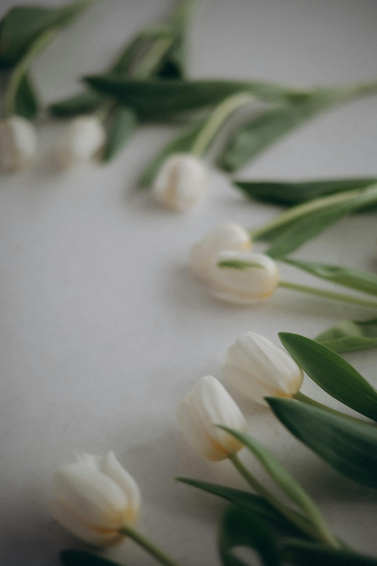 Hoa tulip, hoa- Alina Komarevska 2