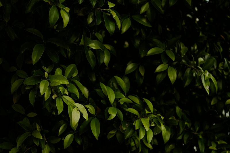 Lá cây, lá-Valeriia Miller 8
