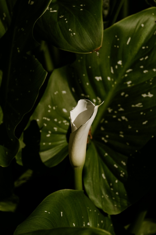 Lá cây, lá-Valeriia Miller 11