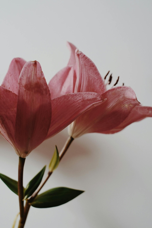 Hoa, bó hoa-Valeriia Miller 5