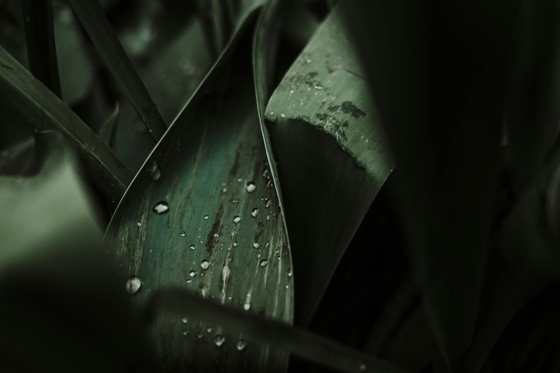 Lá cây, lá-Valeriia Miller 13