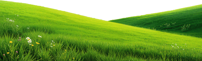 Bãi cỏ, hoa, grass 5