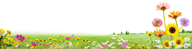 Bãi cỏ, hoa, grass 4